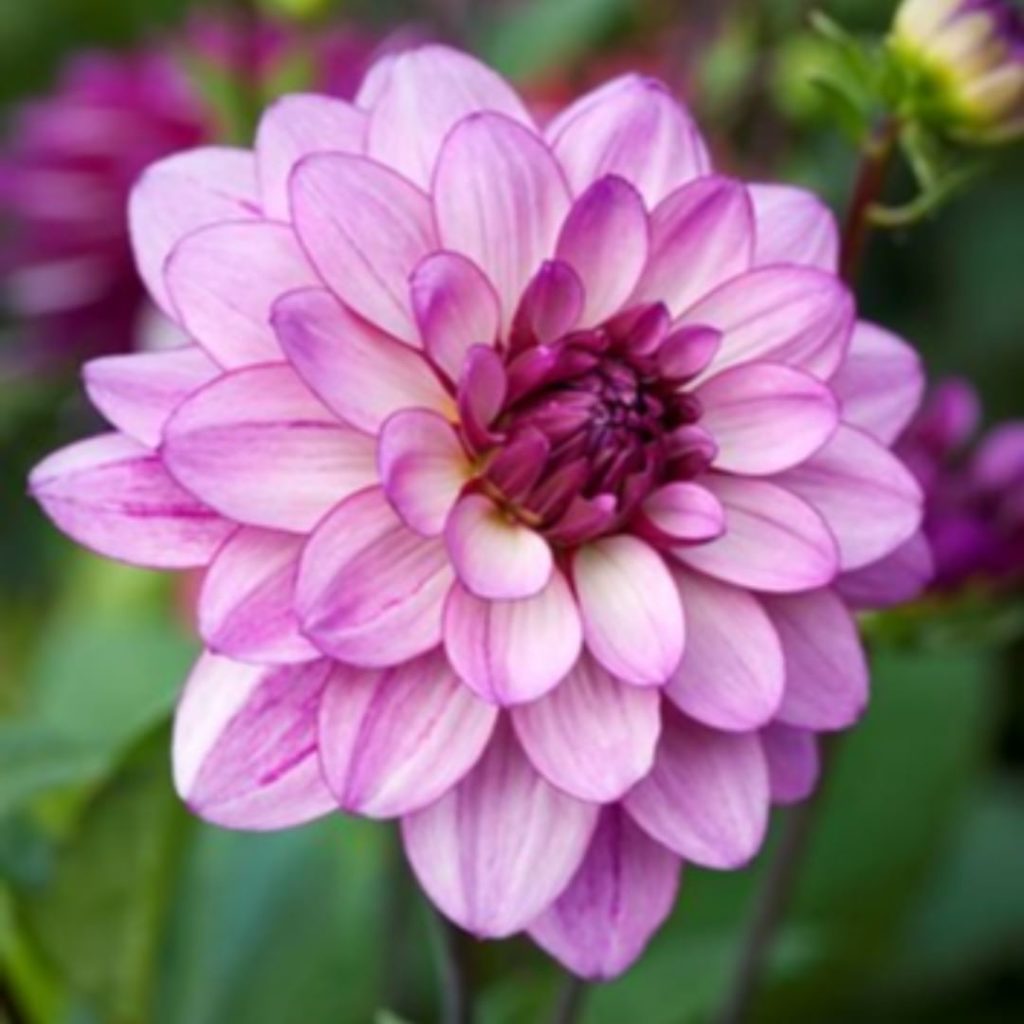 Are your dahlias blooming?
.
Keep them looking great with these tips:
-Make sure...