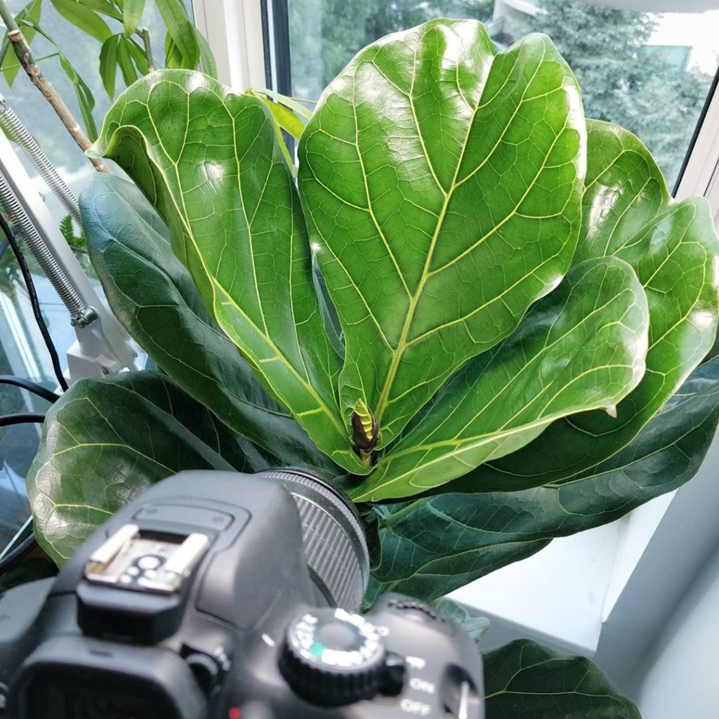 houseplantjournal: Happy Friday! Here’s the third set of leaves emerging from my Ficus lyrata – I m… Happy Friday! Here's the third set of leaves emerging from my Ficus lyrata - I m...