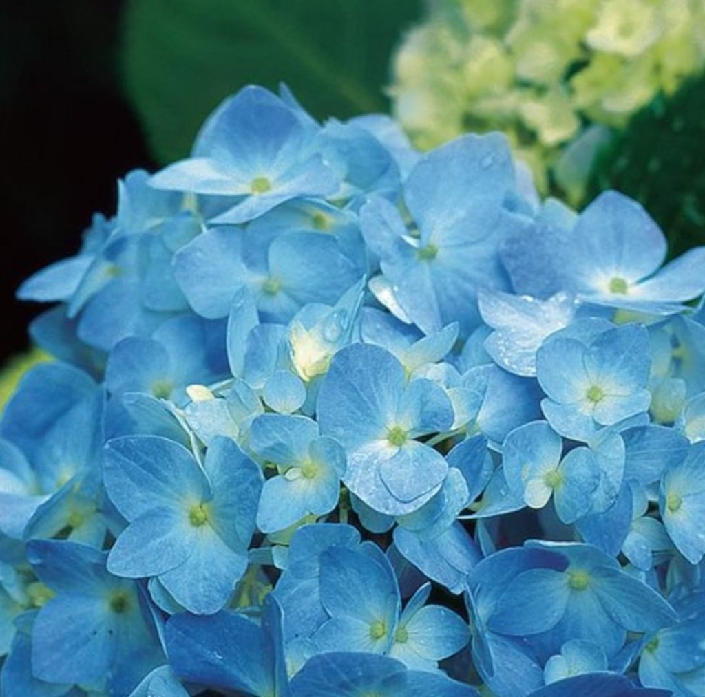 Happy #flowerfriday! It's also time to prune your hydrangeas!
.
If you have oakl...