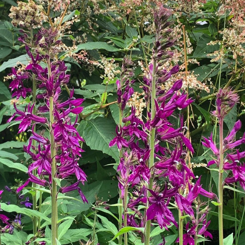 Lobelia vedrariensis against a rather thuggish Persicaria polymorpha which is a ...