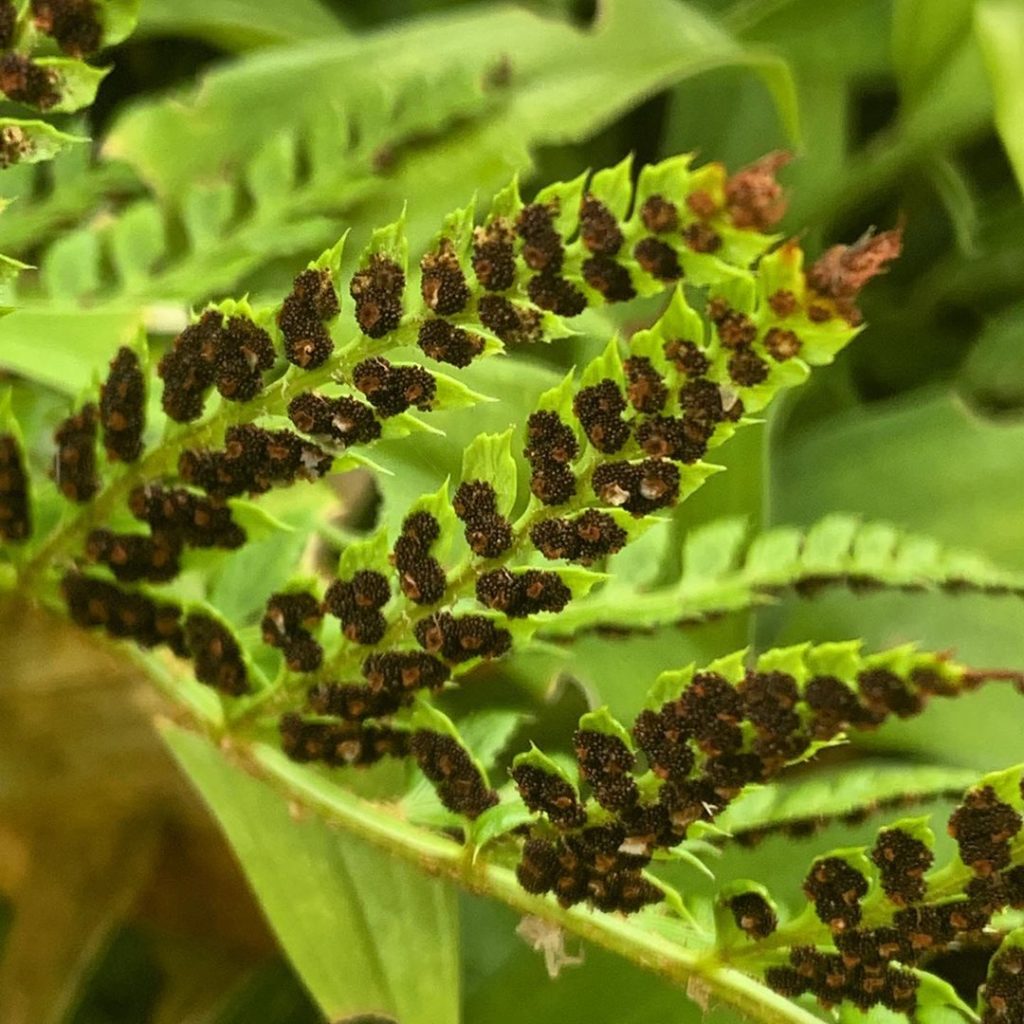 What lies beneath... 
.
.
.
.
#fern #spores #organised #gardendesign #gardendesi...