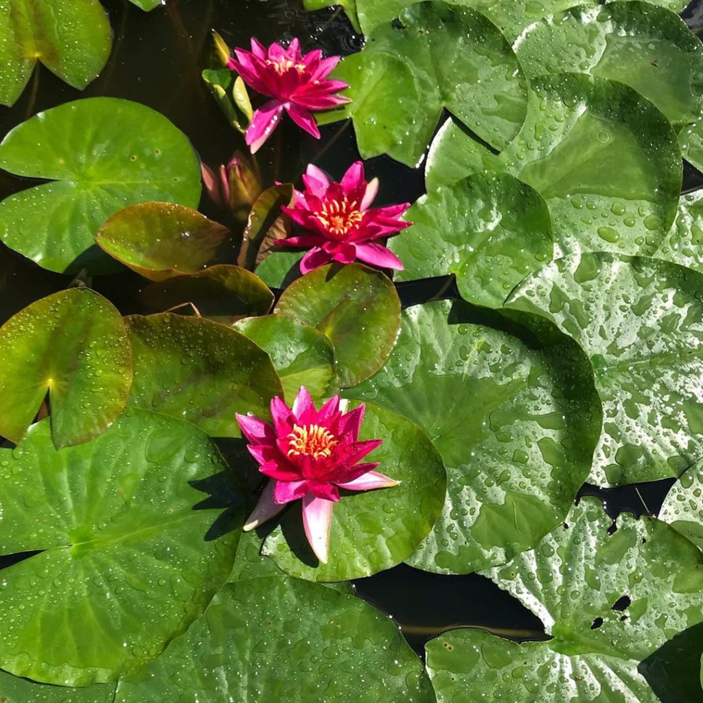 charlotterowegardens: Swipe to see a meander through a great friend’s lovely walled garden in Wiltshir… Swipe to see a meander through a great friend’s lovely walled garden in Wiltshir...