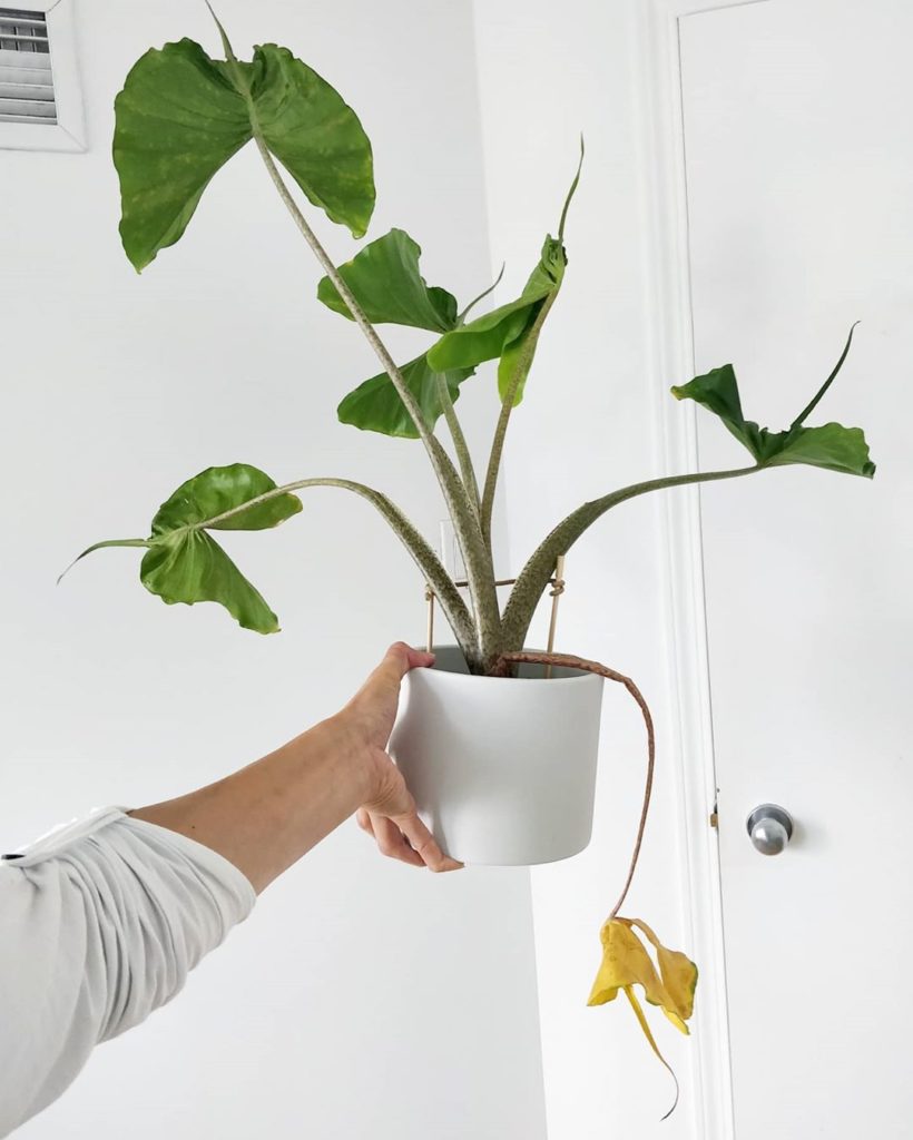 As expected, the new leaf signalled the older one to give up its mobile nutrient...