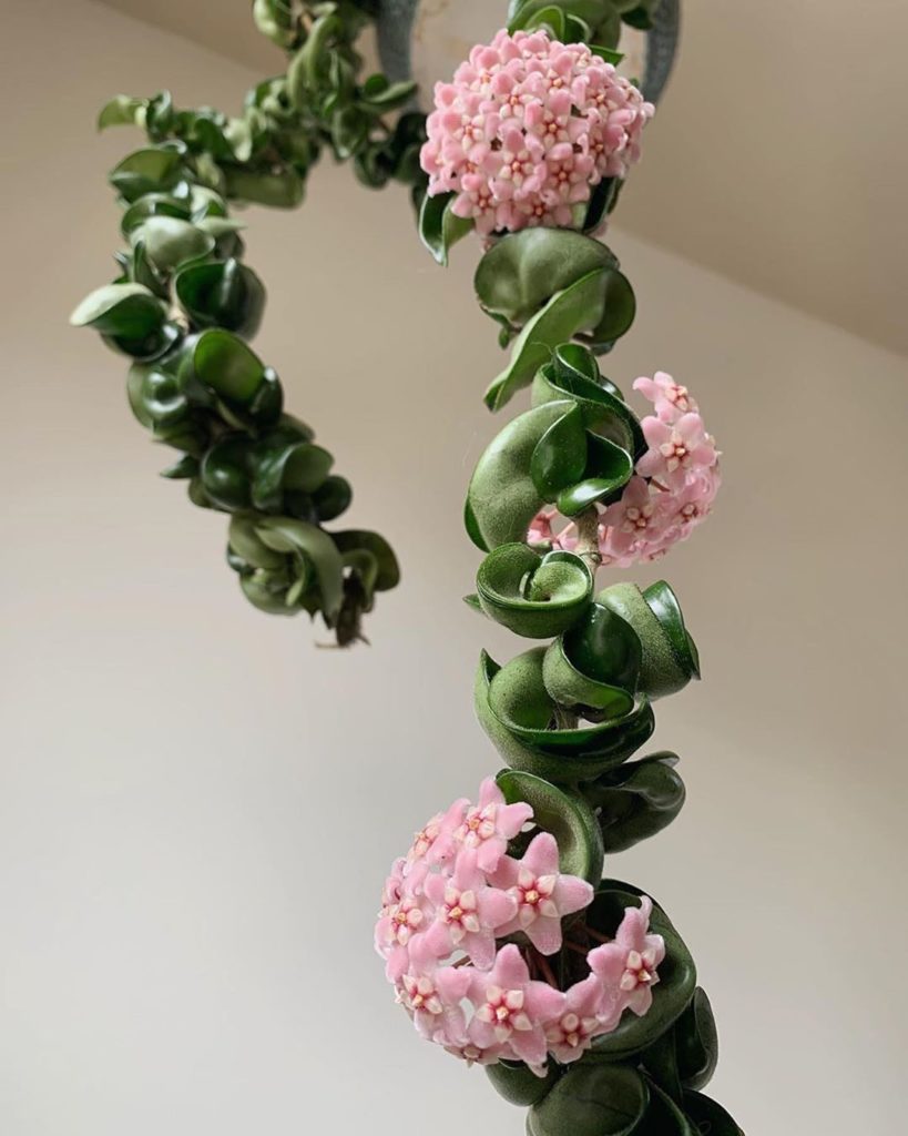 Hoya carnosa compactas in bloom are unbelievably beautiful  Photo of @succulent....