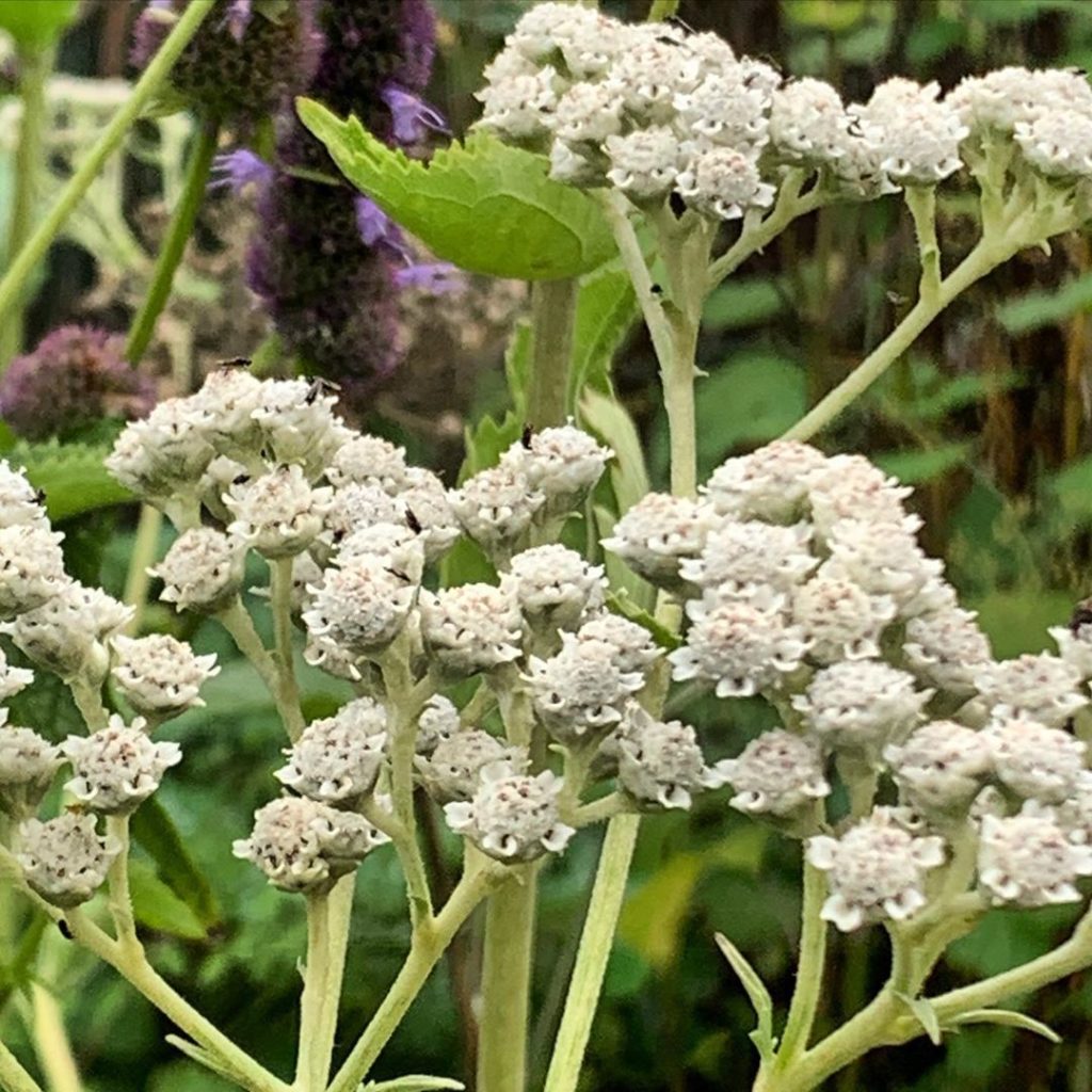 Parthenium integrifolium, it reminds me a little of Iced Gems. Not as sweet, not...