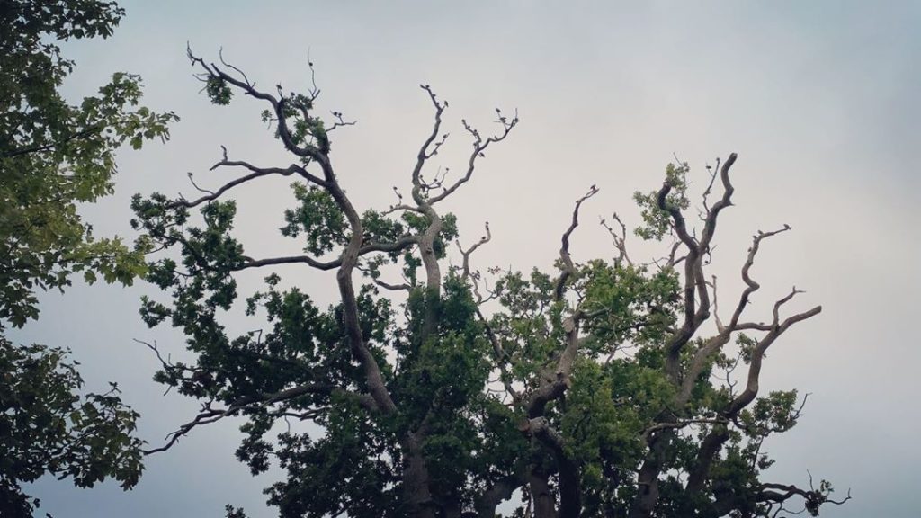 Serious chitter-chatter action in the hood......