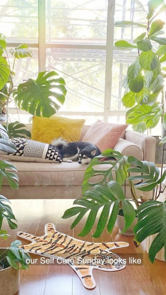 thesill: This Sunday, we follow along Donovan @hothouse.jungle and his dog Christmas in p… This Sunday, we follow along Donovan @hothouse.jungle and his dog Christmas in p...