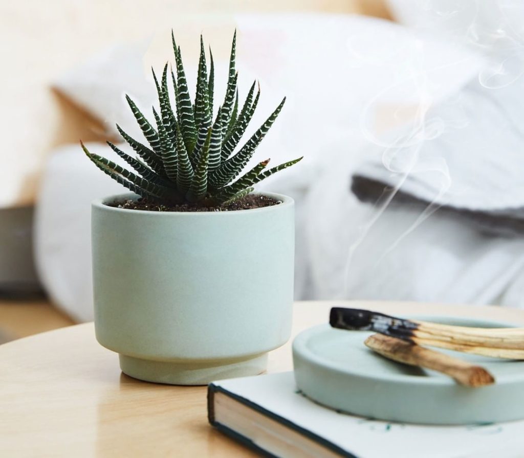 Did you know Haworthias (like our cute Haworthia Zebra) are so closely related t...