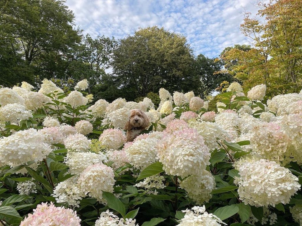 Well top of the #morning peeps: #cockerpoo #peekaboo : #seasonal #scale - Willow...