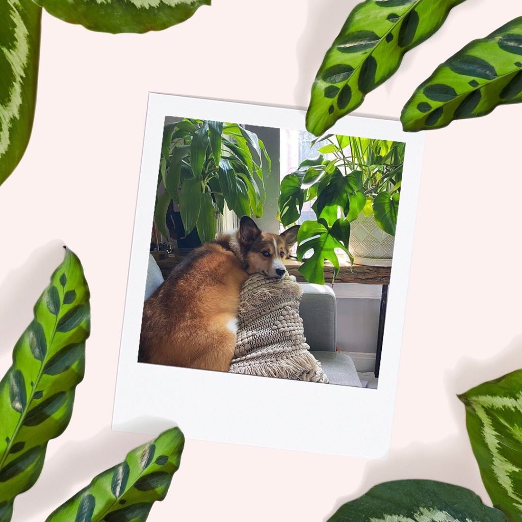 It’s #NationalDogDay, and we're celebrating with the cutest pups and plants arou...