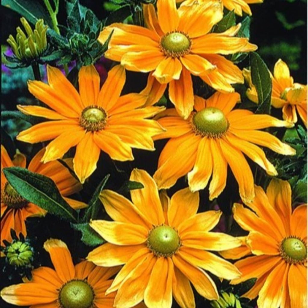 Mystery Plant Monday:
-Blooming now
-Pollinator favorite
-Zones Varies by specie...