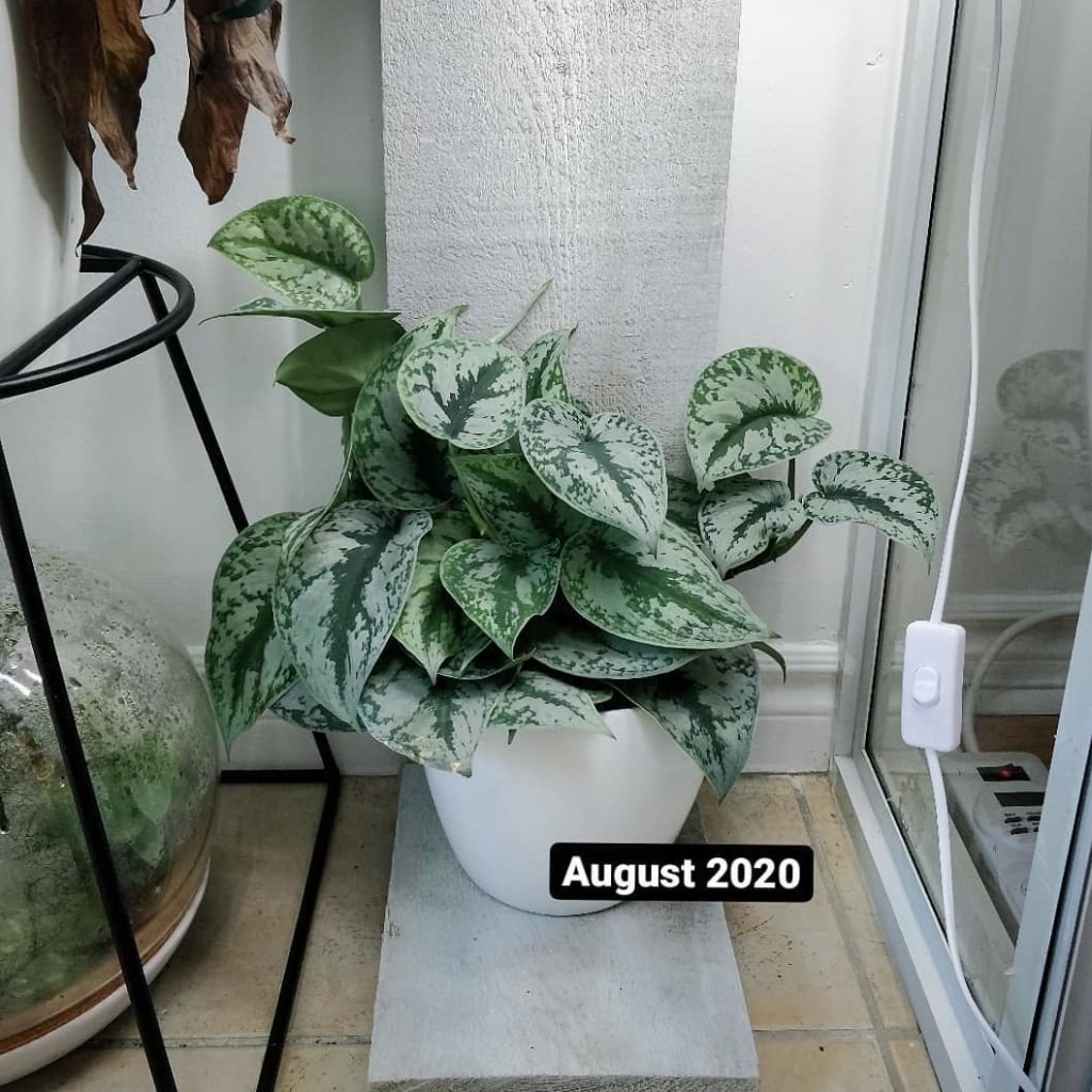 Progress report (5 months): Scindapsus pictus 'Exotica'
-
The vines have just st...