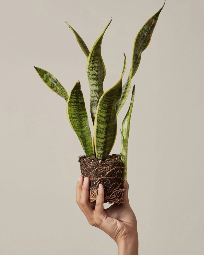 Just hopelessly in love with Snake Plants  Tap to shop our plant options with pl...