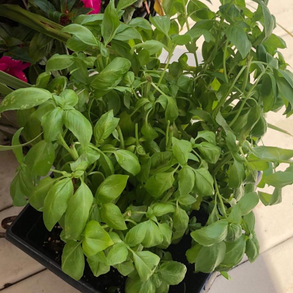 gardendesignmag: Have basil? Make pesto!
.
Garden Design fan Lee Marie shared her pesto from the… Have basil? Make pesto!
.
Garden Design fan Lee Marie shared her pesto from the...