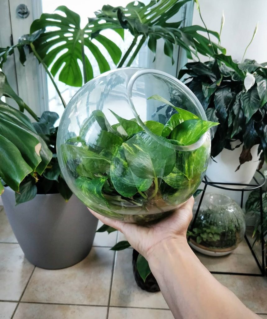 I now have a piece of a golden pothos that was part of my wedding:
-
2️&#...