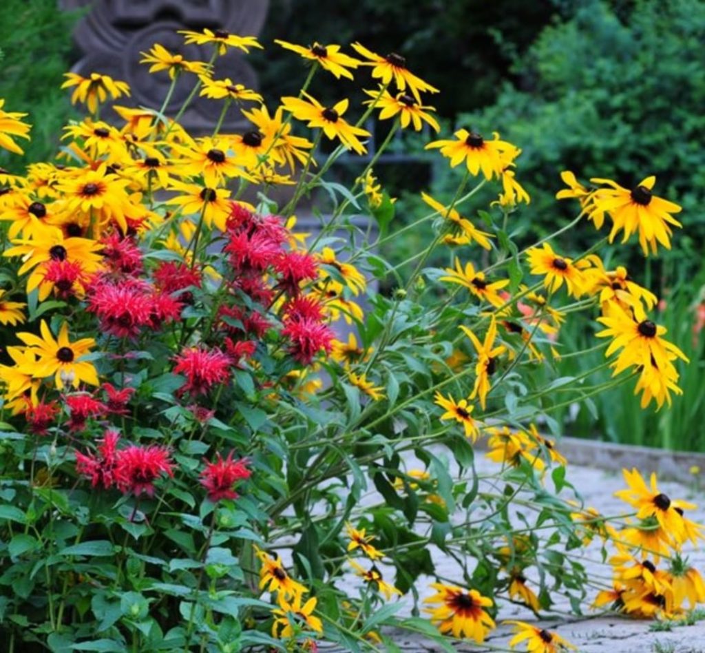 Like most wildflowers, black-eyed Susans are remarkably carefree, drought-tolera...