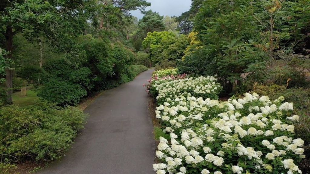 #heavenly #hydrangeas : #flying into the #bankholiday #weekend......