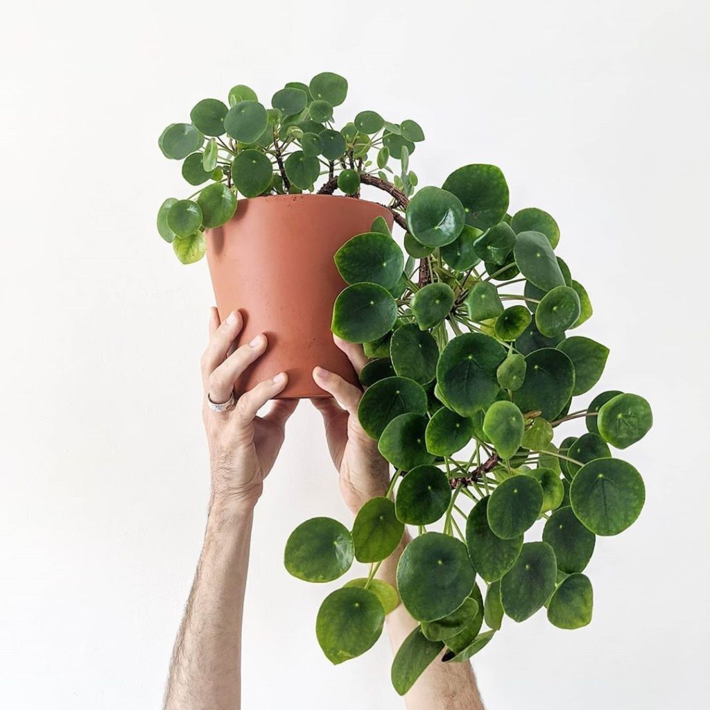 @leighkiyoko's "Leaning Tower of Pilea," which she recently repotted, makes us a...