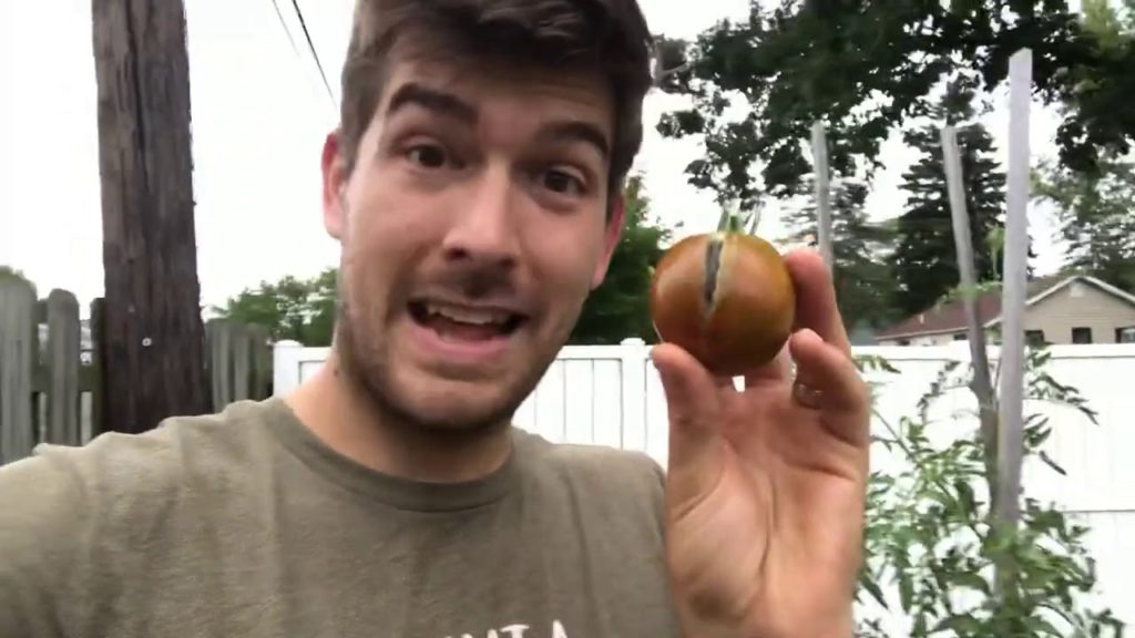 Why do Tomatoes Crack and How to Prevent It