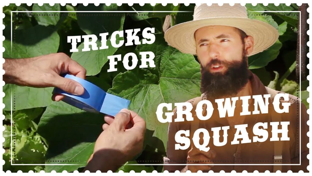 Tricks for Growing Squash - Control Squash Bugs