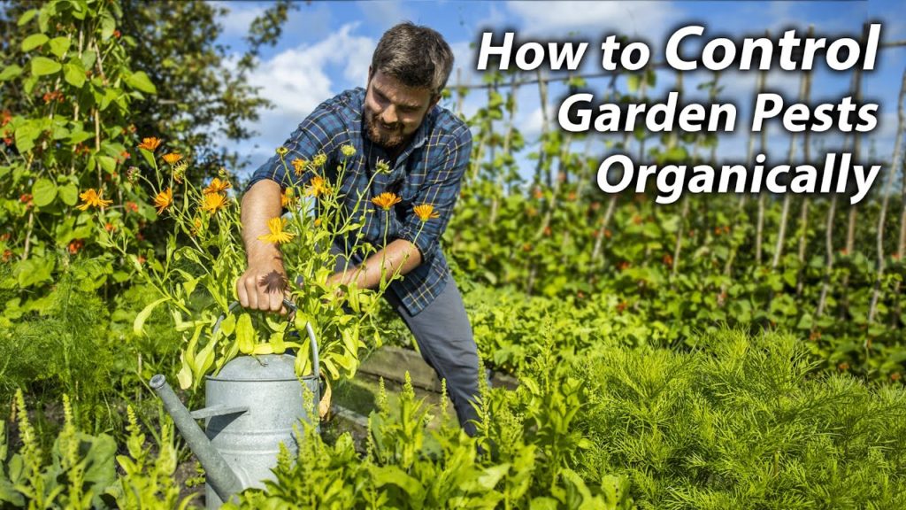 Huw Richards: Invaluable PEST CONTROL Tips for the Veg Garden | Easy and Effective Permaculture Approach Invaluable PEST CONTROL Tips for the Veg Garden | Easy and Effective Permaculture Approach