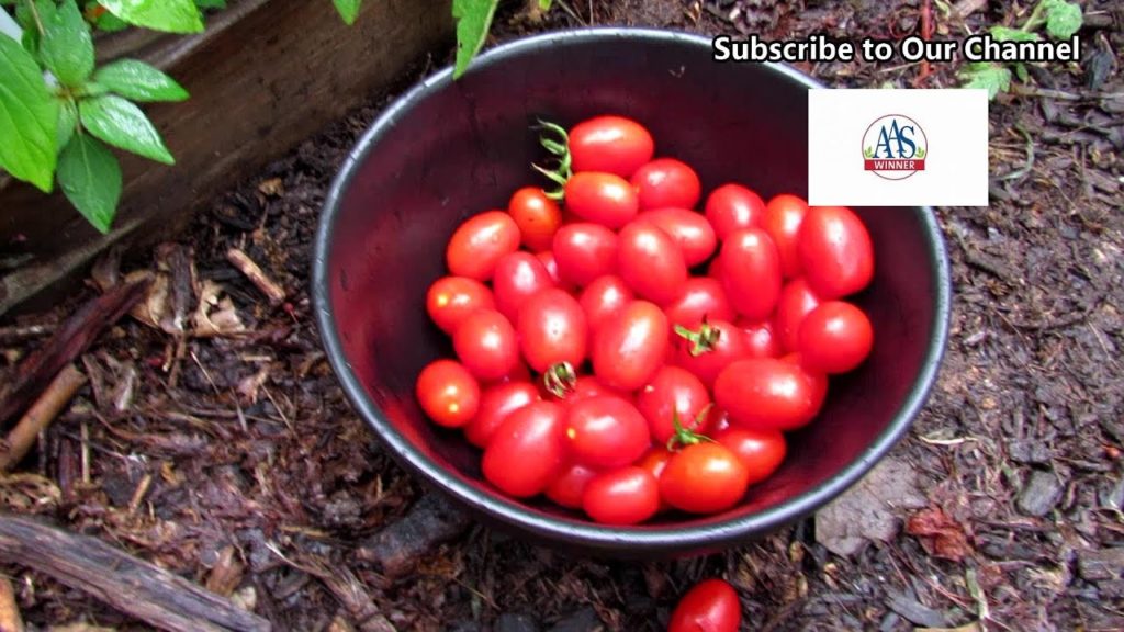 All-America Selections Flowers & Vegetables: The Celano (AAS WInner) Tomato Profile: A Semi-Determinate Variety Perfect for Earth Beds & Patios The Celano (AAS WInner) Tomato Profile: A Semi-Determinate Variety Perfect for Earth Beds & Patios