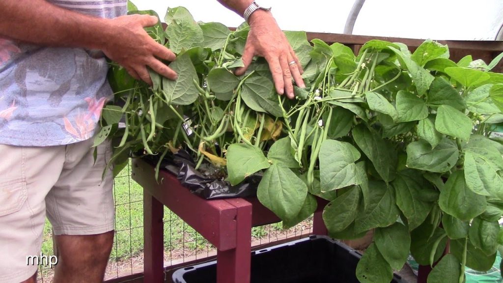 Hydroponic Green Beans in a Kitchen Sink