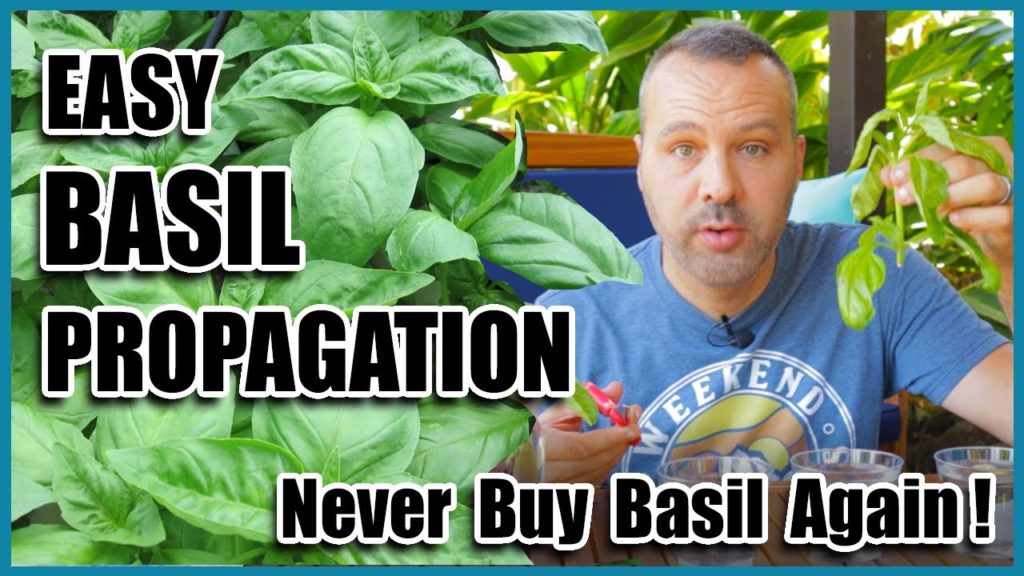 Easy BASIL Propagation - NEVER Buy Basil Again!