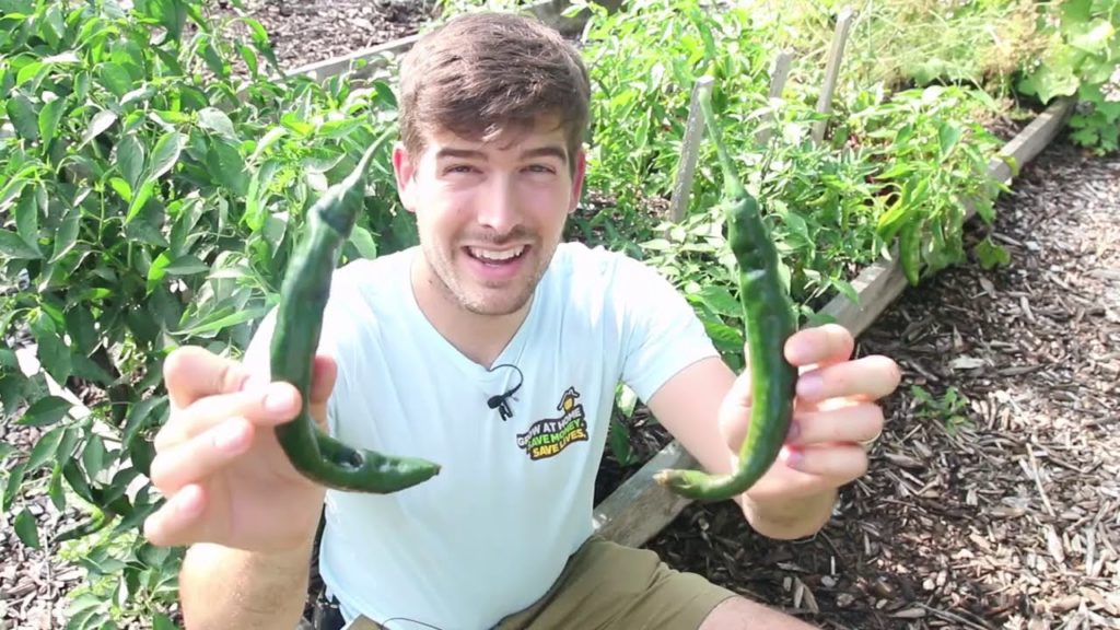 MIgardener: Every Gardening Method We Use and Why They Work For Us Every Gardening Method We Use and Why They Work For Us