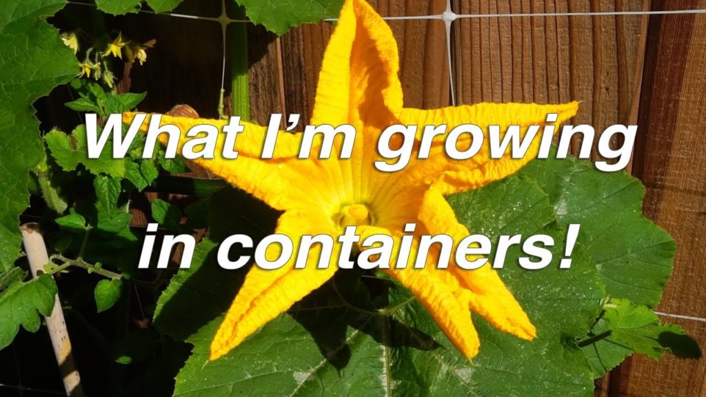 Kaye Kittrell: Container Garden Update Part 1 | See What I'm Growing in Pots! Container Garden Update Part 1 | See What I'm Growing in Pots!