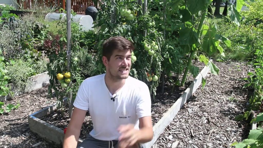 What Causes Tomatoes to “Catface” and How to Prevent It