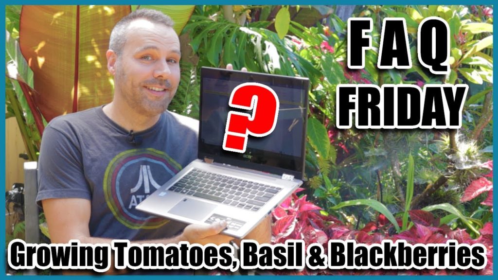 FAQ FRIDAY - Growing Tomatoes, Basil and Blackberries... and More! Answering YOUR garden questions.