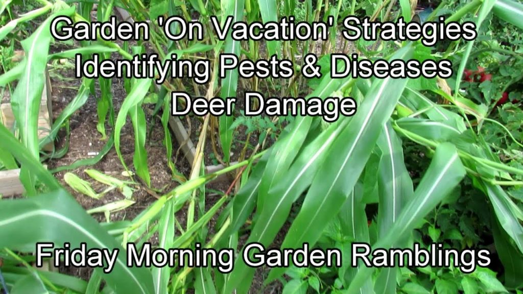 Garden 'On Vacation' Strategies, Identifying Problems, Deer Damage: FM Garden Ramblings & Tour E-3