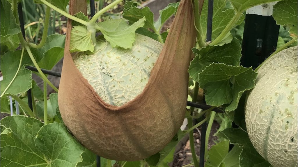 MIgardener: Support Your Melons on A Trellis! Here’s a Quick & Simple Way Support Your Melons on A Trellis! Here’s a Quick & Simple Way