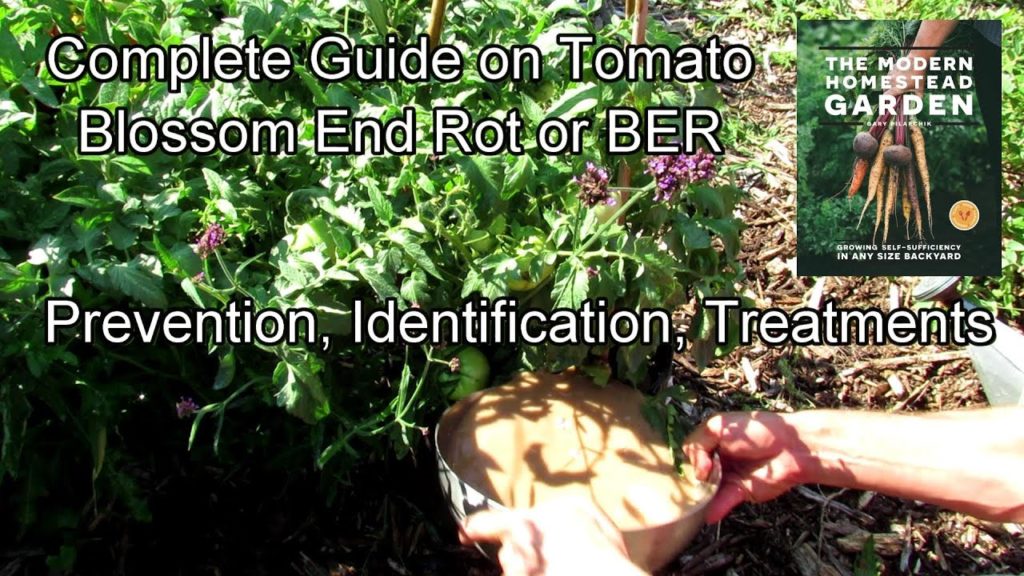 Gary Pilarchik: Complete Guide on Tomato Blossom End Rot (BER): Prevention, Identification, Treatment & Products Complete Guide on Tomato Blossom End Rot (BER): Prevention, Identification, Treatment & Products