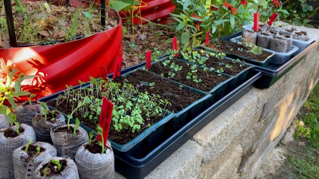 🥦 LIVE: 4 Tips to a Successful Fall Garden, Q & A🥕🥬