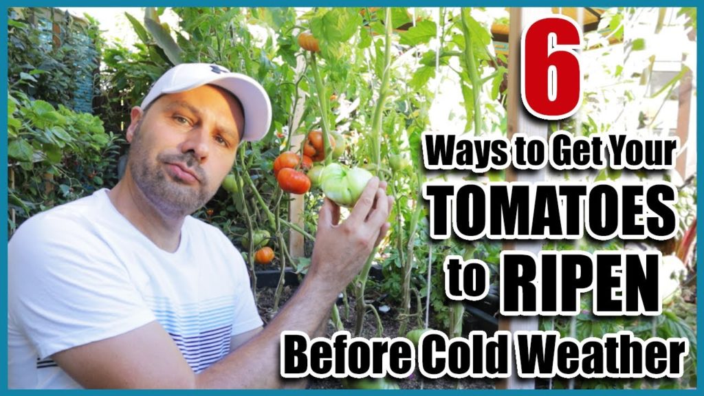 Get Tomatoes to Ripen Faster on the Vine -  How to Ripen Green Tomatoes