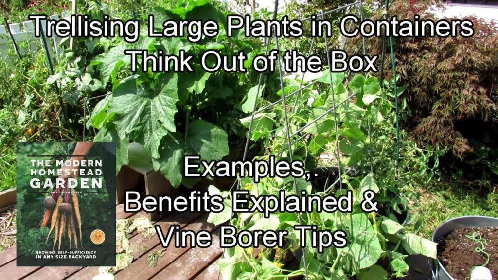 How to Trellis a Container Garden of Cucumbers, Squash & Tomatoes: Benefits & Vine Borer (Rooting)