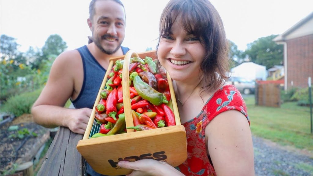Roots and Refuge Farm: Big Pepper HARVEST (and these plants are two Dads tall) | VLOG Big Pepper HARVEST (and these plants are two Dads tall) | VLOG