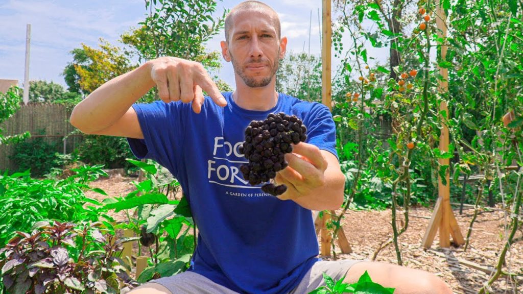 James Prigioni: DON'T WASTE YOUR TIME, 5 Crops I would NEVER Grow Again in my Garden DON'T WASTE YOUR TIME, 5 Crops I would NEVER Grow Again in my Garden