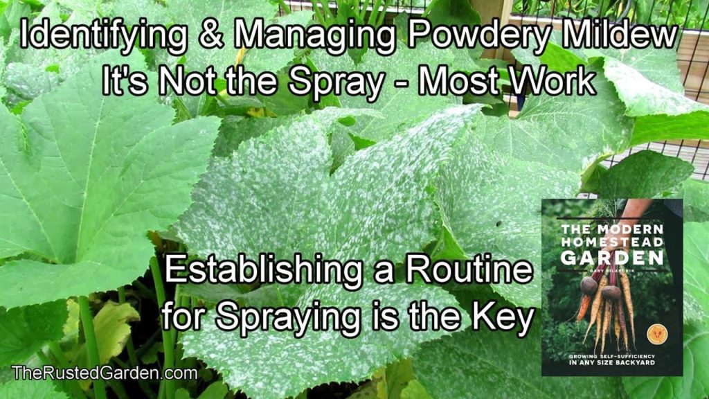 How to Identify & Manage Powdery Mildew: It is About Your Spraying Routine & Not the Spray