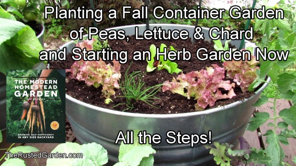 Planting a Fall Container Garden of Greens, Peas, and Herbs: Seeds, Transplants & All the Steps!