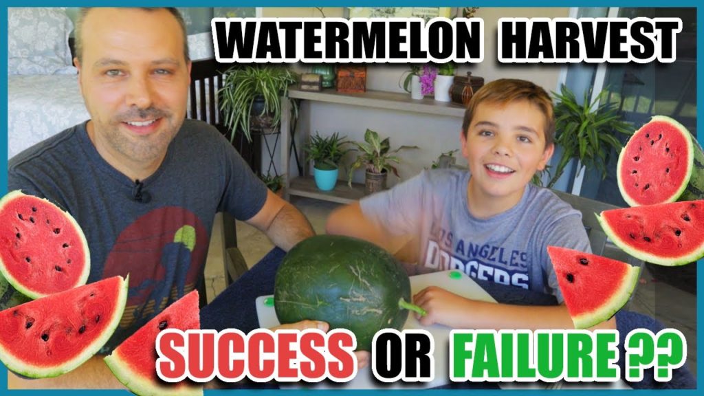Watermelon Harvest // Success or Failure?