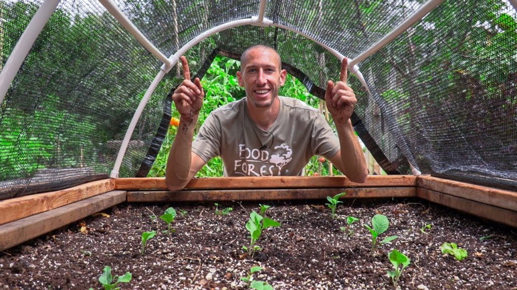 James Prigioni: Beat the Heat, A Simple Trick for Growing Veggies During the Hot Summer Beat the Heat, A Simple Trick for Growing Veggies During the Hot Summer