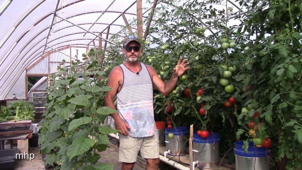 Adjusting the Watering Schedule in Dutch Bucket Hydroponics