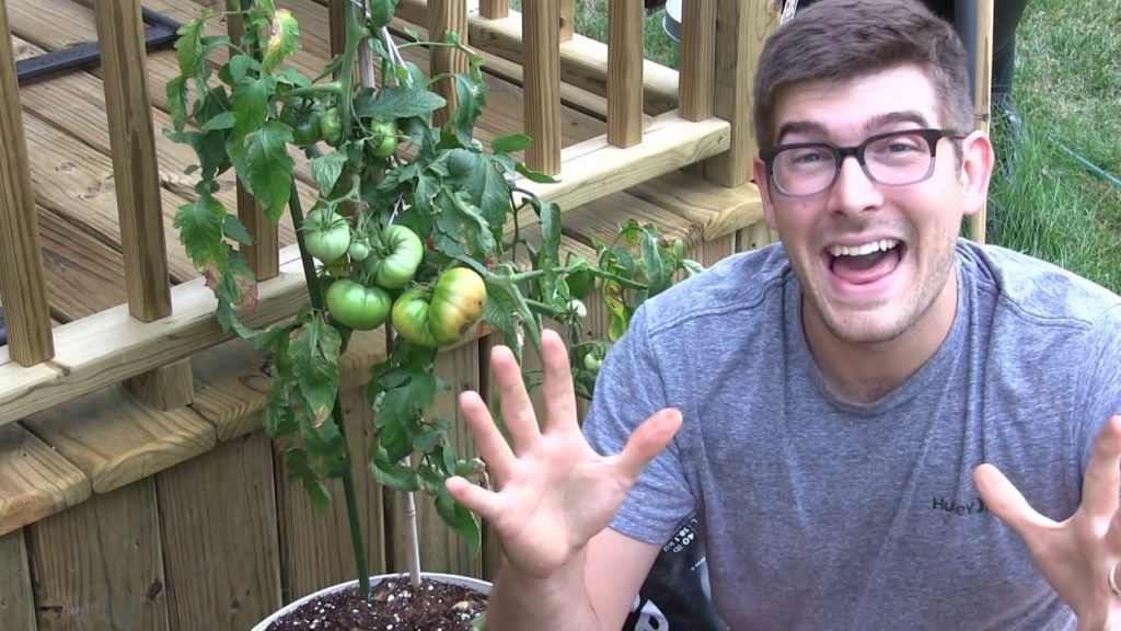 MIgardener: Tasting the Giant Crimson Tomato (87 Year old Tomato) Tasting the Giant Crimson Tomato (87 Year old Tomato)
