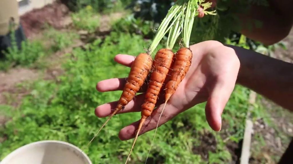 What Happens When You Leave Carrots In The Ground 30 Extra Days?