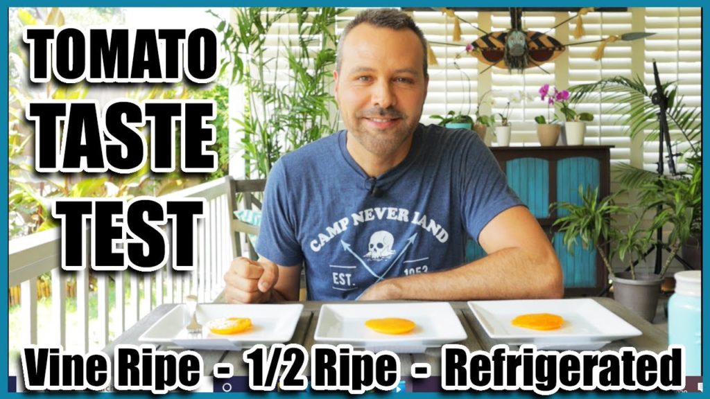 California Garden TV: Tomato Taste Test // Ripe, Half-Ripe, Refrigerated. Does it Matter? Tomato Taste Test // Ripe, Half-Ripe, Refrigerated. Does it Matter?