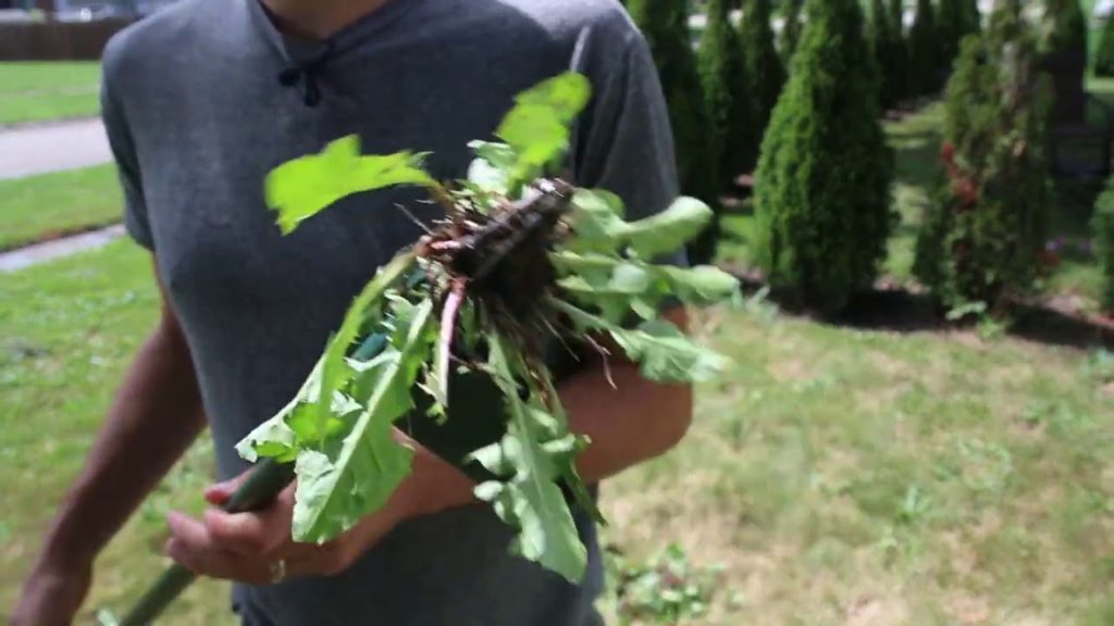 This is The Most Satisfying Weeding Tool