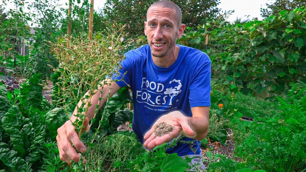 Is it Worth Saving Seed from your Garden?